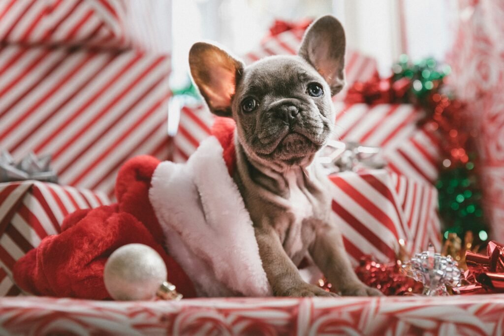 A French Bulldog Puppy at Christmas.